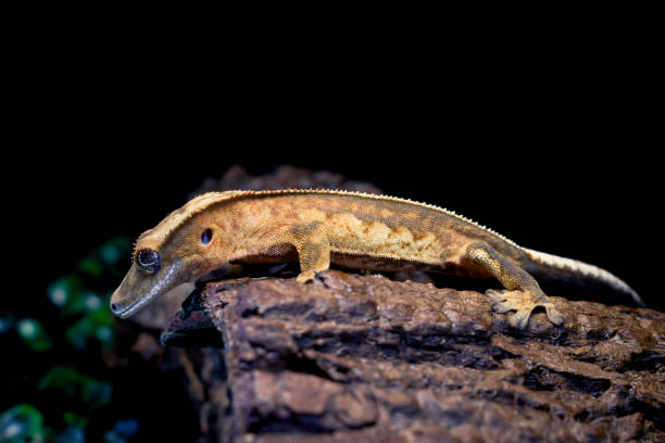 istock a domestic creested gecko portrait 2159050891