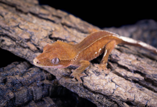 istock a domestic creested gecko portrait 2159050900