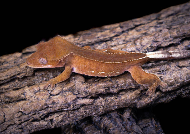 istock a domestic creested gecko portrait 2159050903