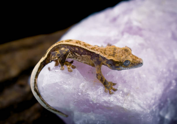 istock a domestic creested gecko portrait 2159050931