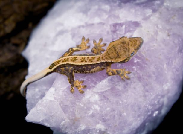 istock a domestic creested gecko portrait 2159050932