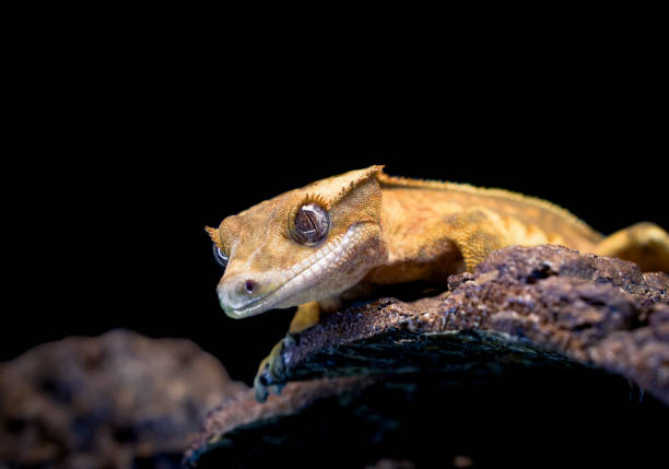 istock a domestic creested gecko portrait 2159050943