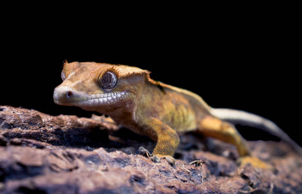 istock a domestic creested gecko portrait 2159050948