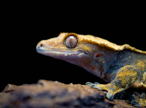 istock a domestic creested gecko portrait 2159050954