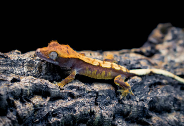 istock a domestic creested gecko portrait 2159051022