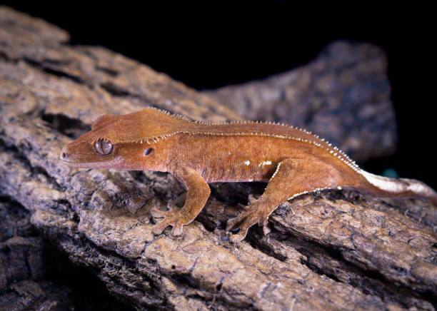 istock a domestic creested gecko portrait 2159051072
