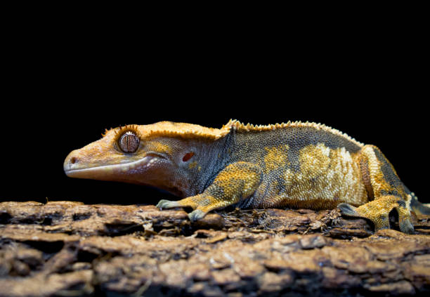 istock a domestic creested gecko portrait 2159051075