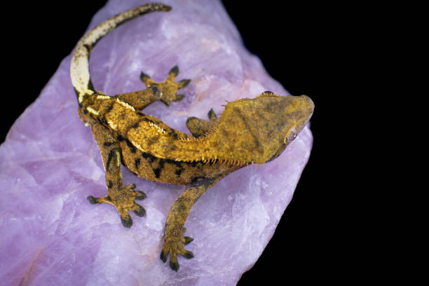 istock a domestic creested gecko portrait 2159051103