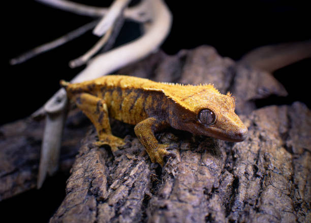 istock a domestic creested gecko portrait 2159051197