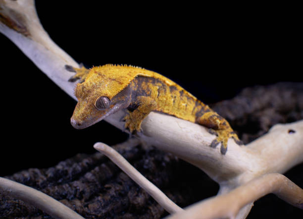 istock a domestic creested gecko portrait 2159051198