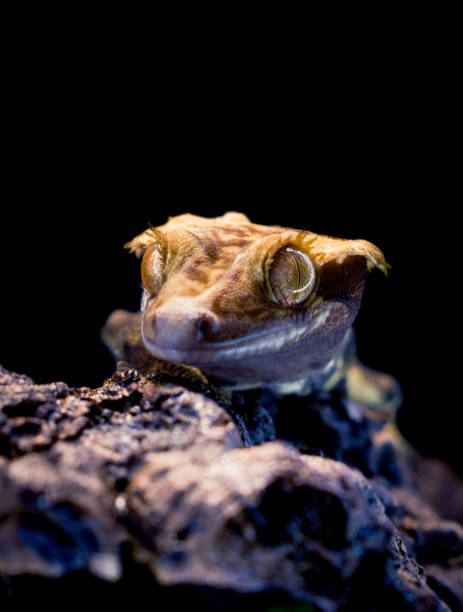 istock a domestic creested gecko portrait 2159051222
