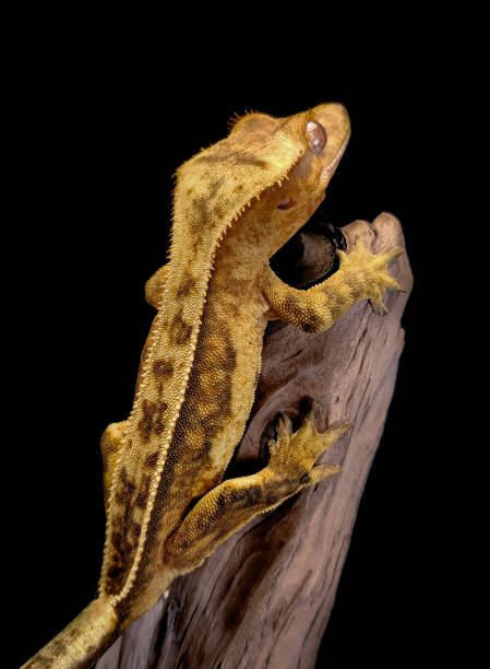 istock a domestic creested gecko portrait 2159051224