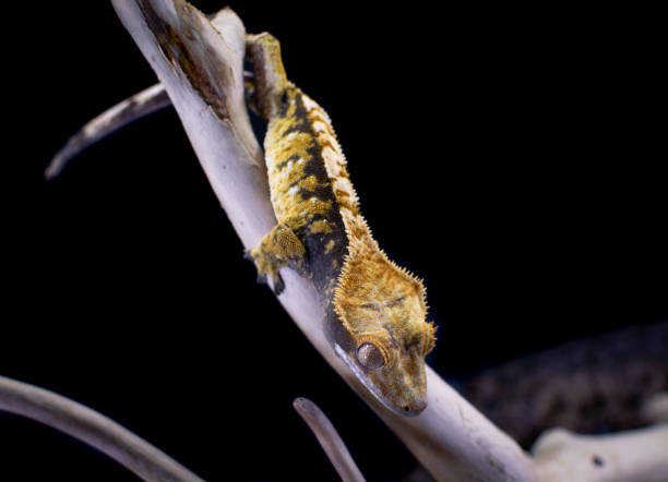 istock a domestic creested gecko portrait 2159051243
