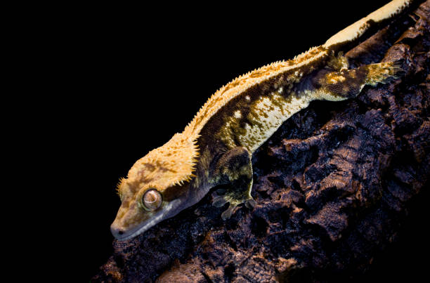 istock a domestic creested gecko portrait 2159051258