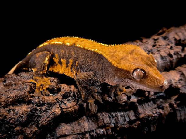 istock a domestic creested gecko portrait 2159051319