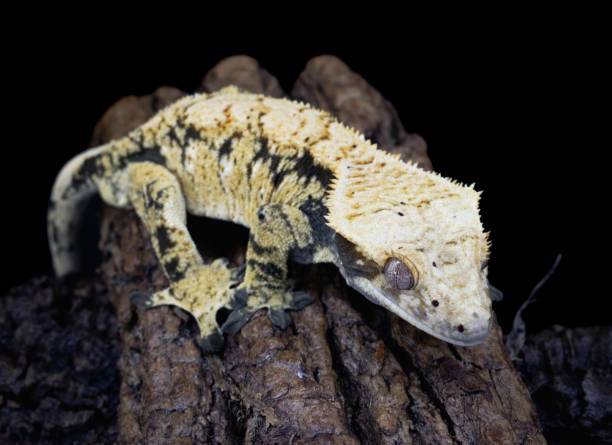 istock a domestic creested gecko portrait 2159051553
