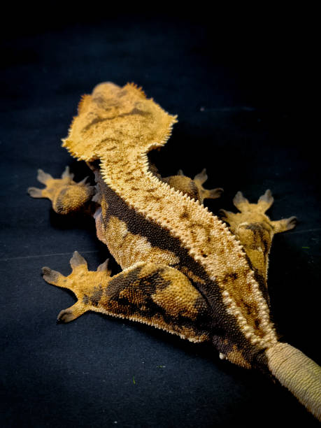 istock a domestic creested gecko portrait 2159051637