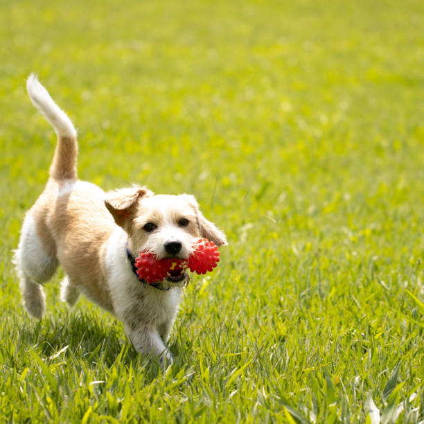 istock Little dog playing with red toy 2159051815