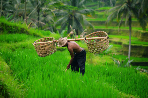 istock Balinese farmer on green rice terraces 2159052139