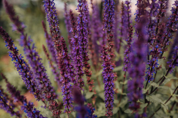 istock Exotic purple flowers growing outside. 2159052255