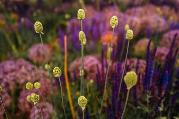 Natural floral background wallpaper for cards, calendars or posters