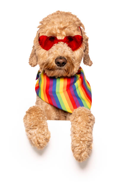 Stock photo of a Goldendoodle hanging over a white banner, shot in the studio isolated on a white background.