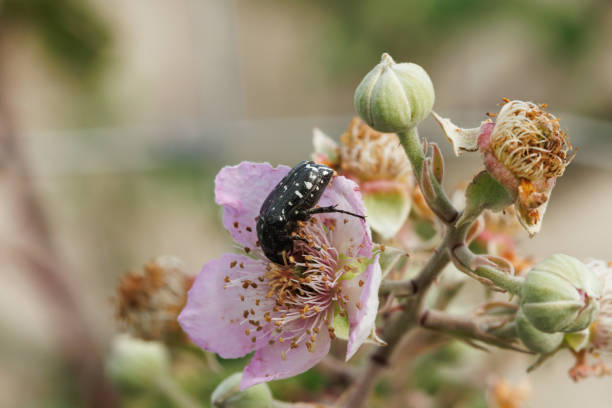 macrophotography an insect captured in the frame in spring from a close distance
