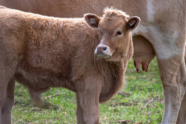 istock cute spotted calf suckling milk from its mother cow 2159055984