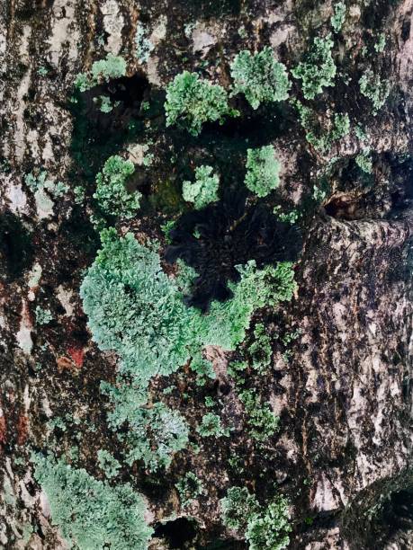 istock Tree texture. Tree trunk background. Natural wood texture. Wooden grooves. tree background 2159058812