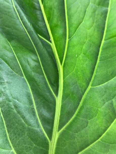 istock Green leaf texture. Flower texture. Plant background. Leaves texture. Foliage and flowers background. Nature texture. Enviroment. Green background 2159059172
