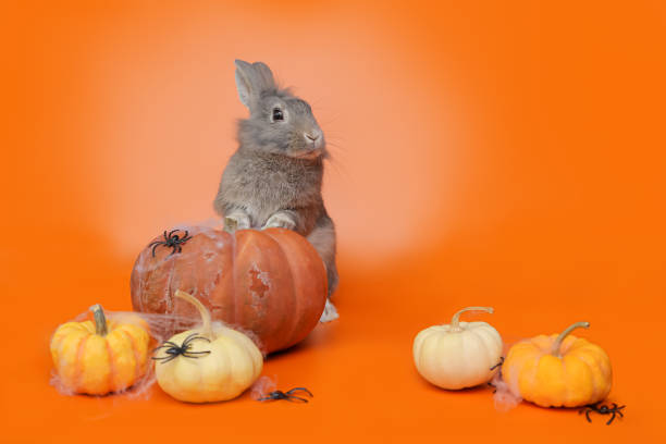 a cute gray rabbit stands with its paws on a pumpkin on an orange background. decorations for Halloween celebration, pumpkins decorated with spiders and cobwebs.