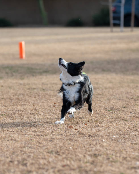 istock Black and white border collie looking up to catch a disc 2159061071