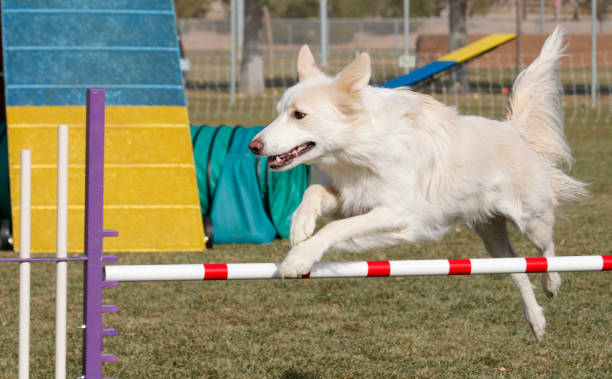 istock Cream colored border collie going over an agility jump 2159061092