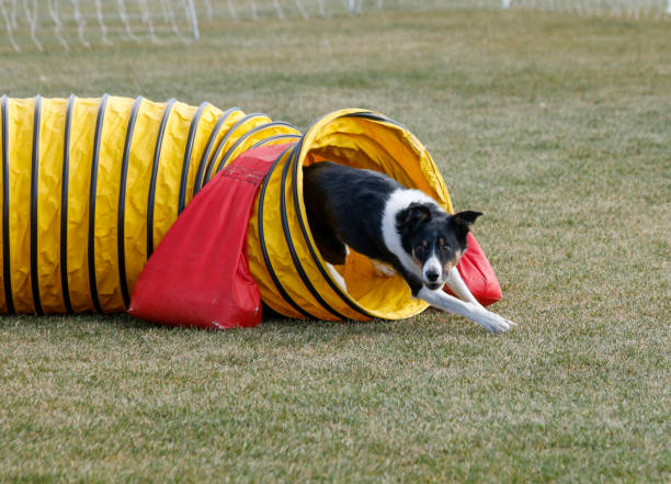 istock Tri color border collie coming through an agility tunnel 2159061103