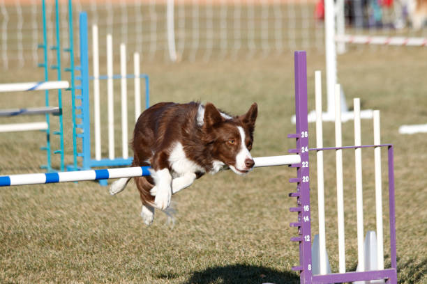 istock Brown and white border collie going over an agility jump 2159061108