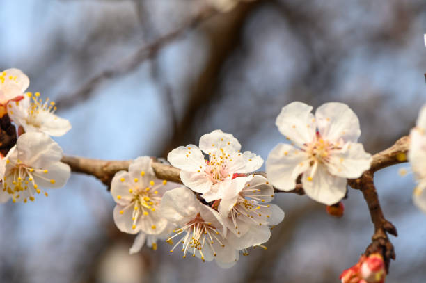 Closeup of Almond blossoms on a sunny day in spring 2
