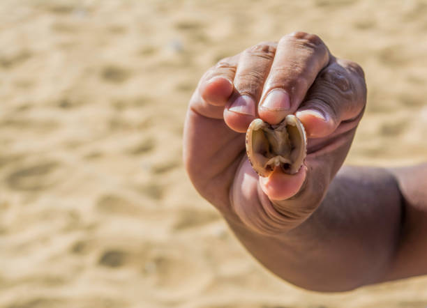 Close-up of a man holding seashells with a sandy background and copy space.