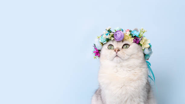 istock Funny cat in flower wreath on head, on light-blue background, looking up 2159062462