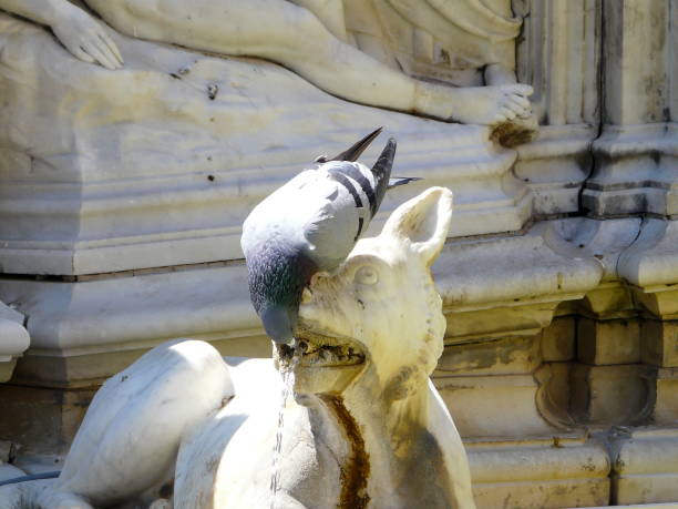pigeon pecking at a dog statue in a fountain