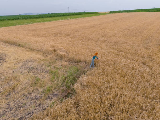 Agronomist inspecting ripe wheat ready for harvesting