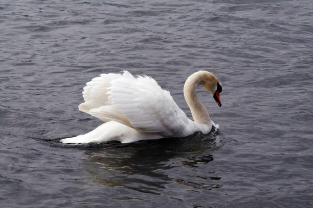 Swan Water Swimming Zurich