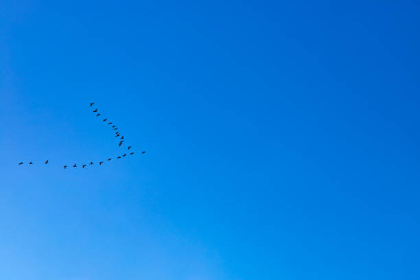 Teamwork of flying birds. Birds flying together in a v shape.