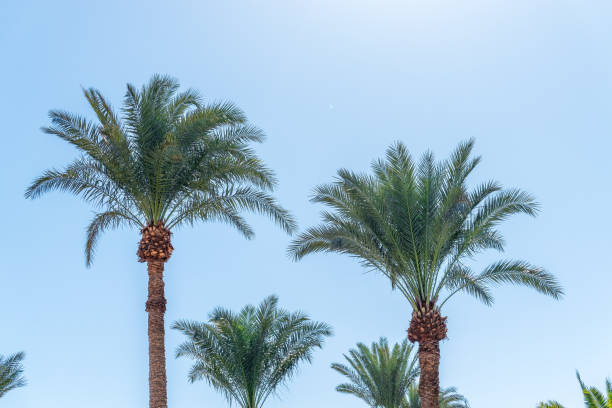 istock Palm tree with green leaves on blue background 2159067971
