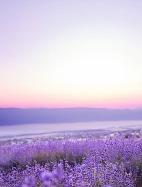 istock Beautiful image of lavender.Blossom field 2159068273