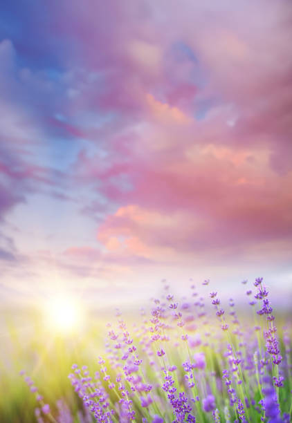 istock Lavender field. Blossom summer purple field 2159068433