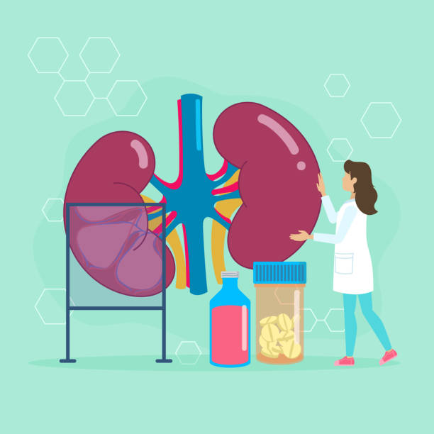 istock Nephrologist Examining Kidneys with Medical Equipment Illustration 2159070246