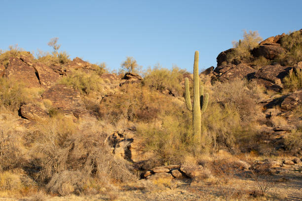 istock South Mountain Reserve in Phoenix, Arizona 2159071878