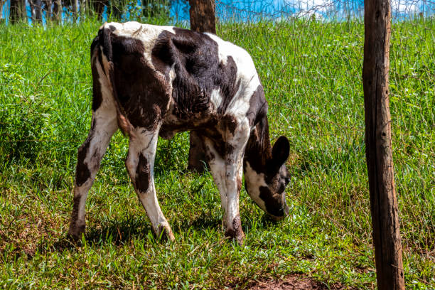 Newborn Dutch black and white calf on a dairy farm in Brazil