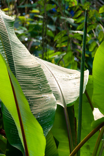 A close-up view of a large Banana plant leaf covered with fresh water droplets. The elongated, textured leaf is highlighted by sunlight, showcasing the vibrant green hues and the intricate vein patterns typical of this tropical plant.