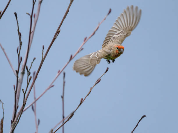 istock House Finch in Flight Oregon Wild Bird 2159078894